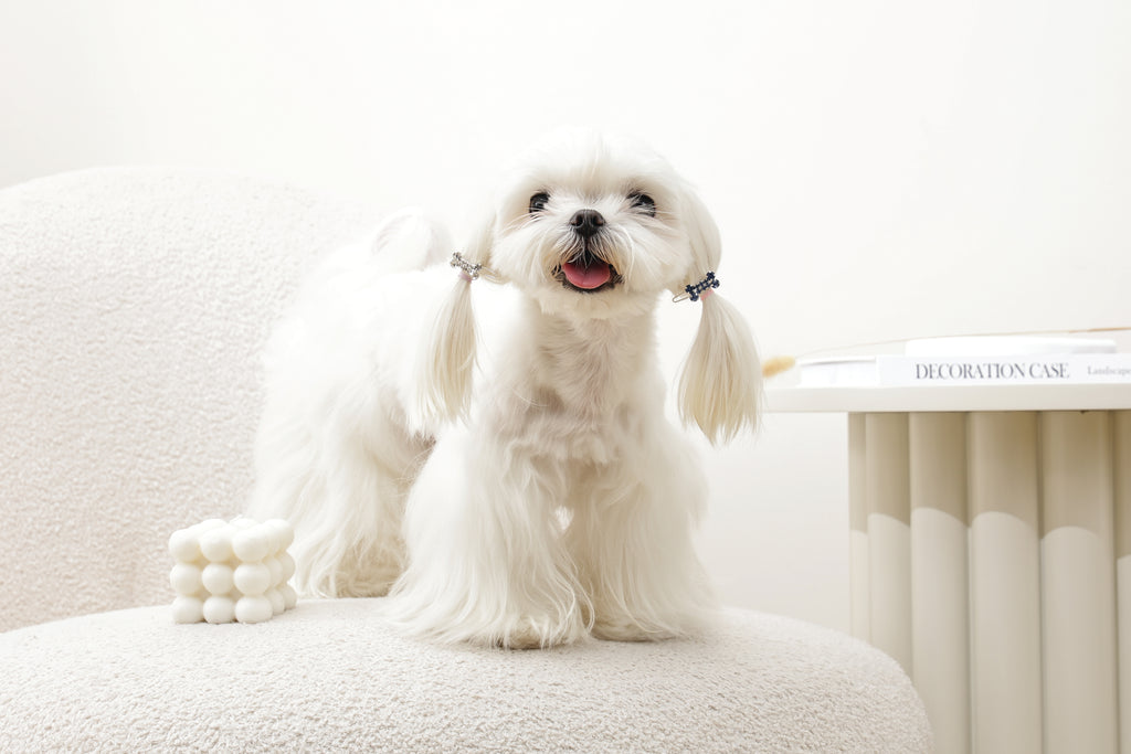 GLAM Hair Accessories for pets bone shape clip - Blue & White