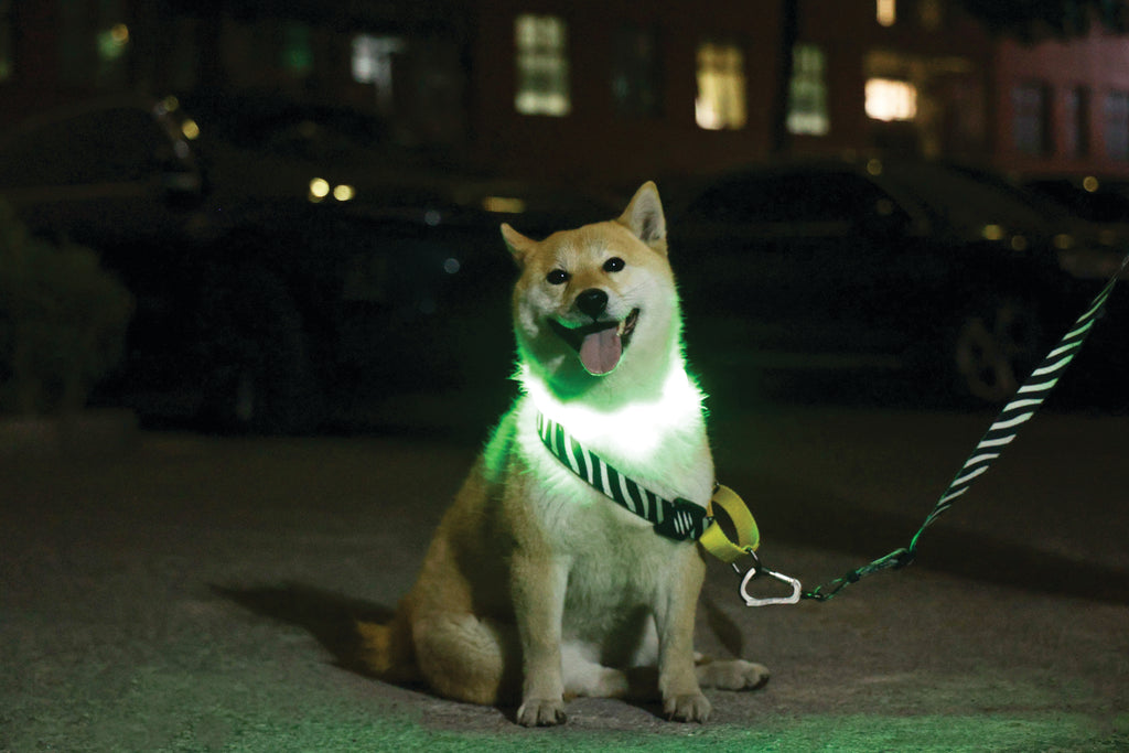 FLASH LED rechargeable collar Green