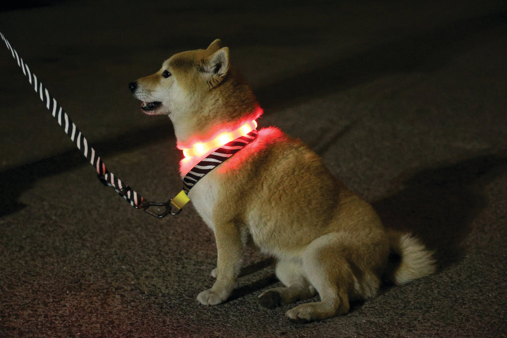 FLASH LED rechargeable collar Orange
