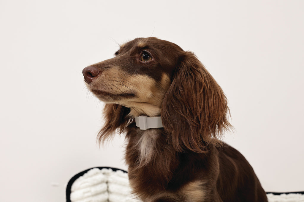 KEEP CALM Calming pheromone collar for DOGS - 1 pc