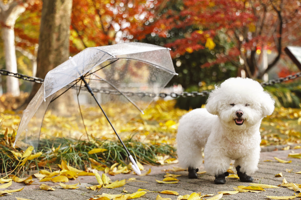 RAINY DAY Dog shoes Black