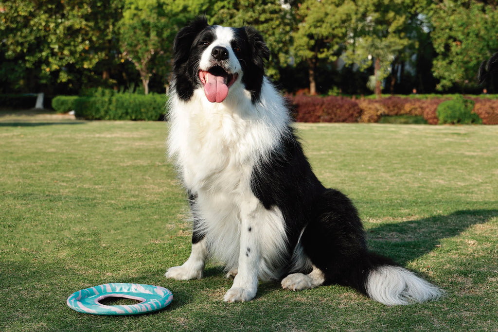 SPRINTPUFF FRSIBEE Toy - Pink/Green