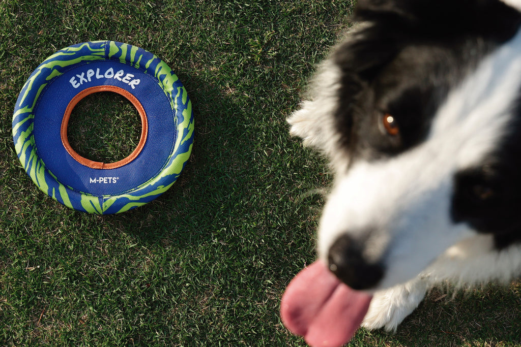 SPRINTPUFF FRSIBEE Toy - Blue/Green