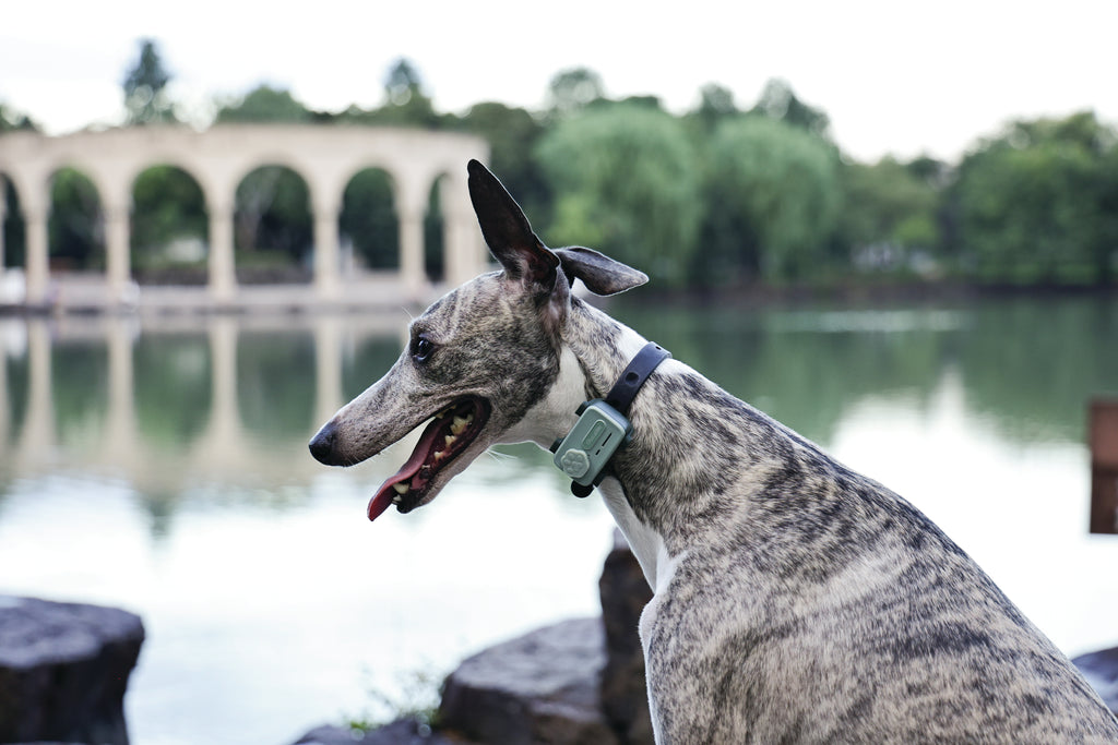 GLocalMe PETPHONE Sage Green - with display