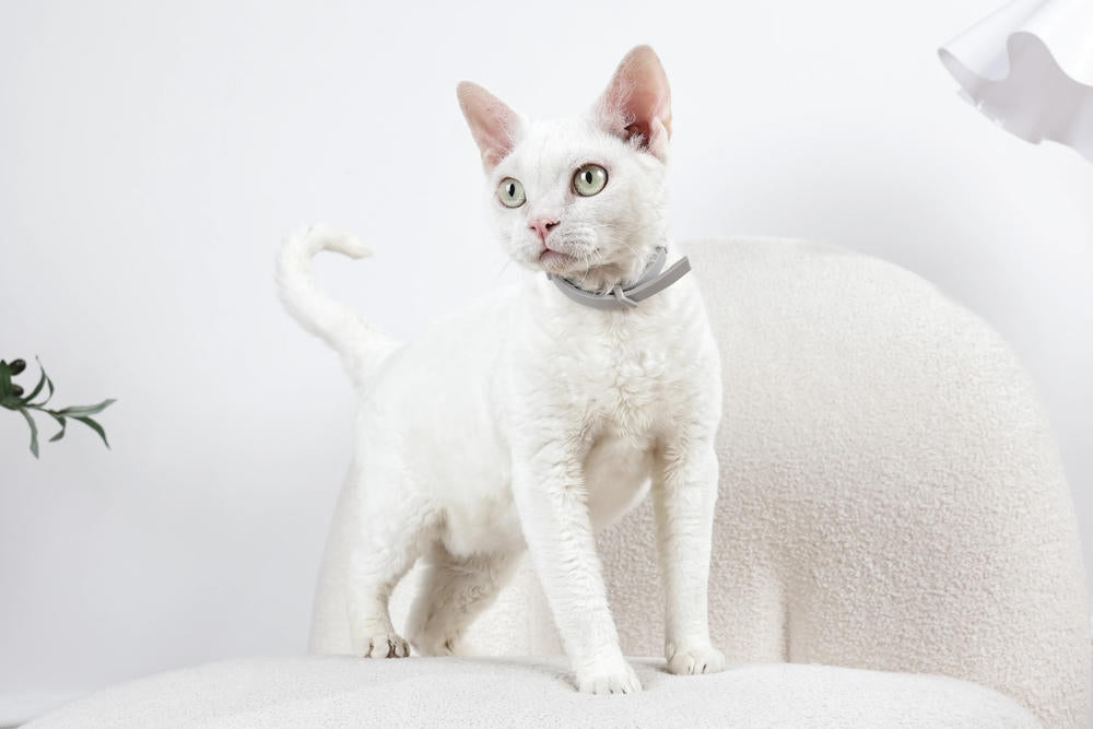 KEEP CALM - Calming pheromone collar for cats 1pc