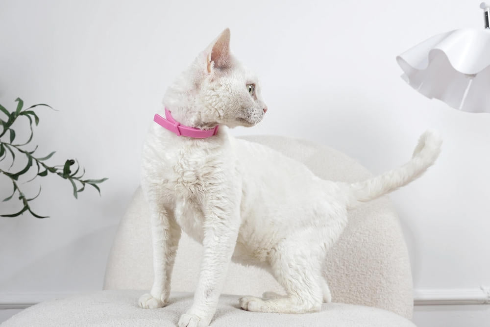 KEEP CALM - Calming pheromone collar set for cats 4 pcs
