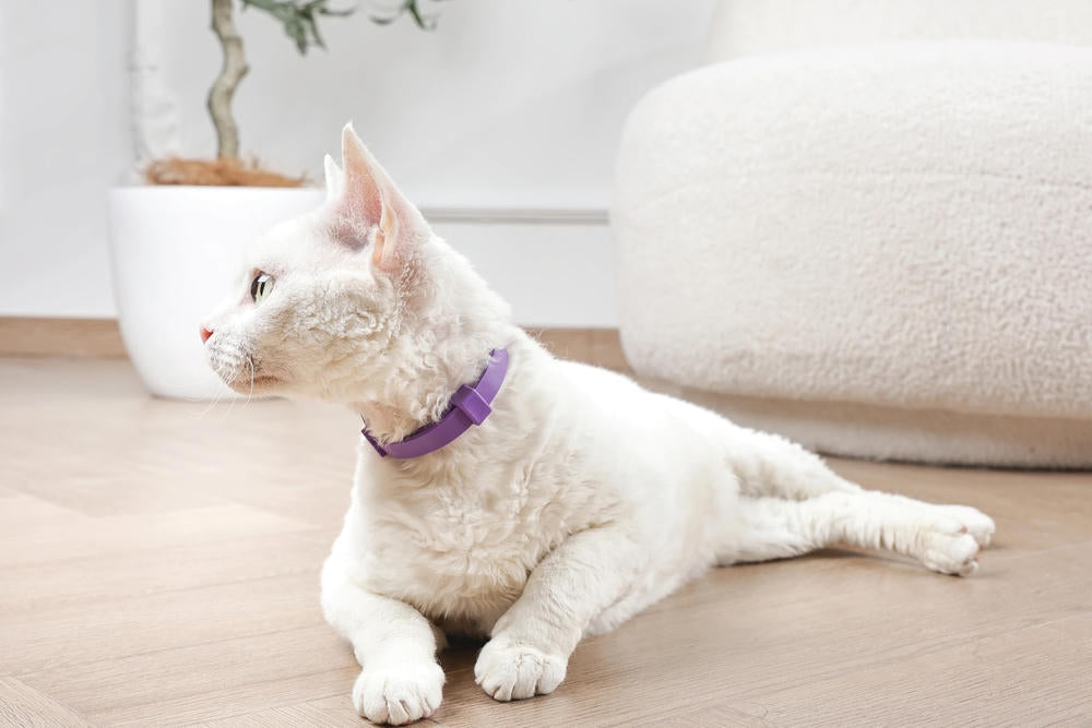 KEEP CALM - Calming pheromone collar set for cats 4 pcs