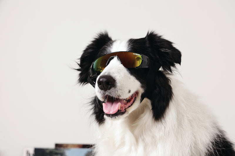 SUNNY Goggles for dogs SUNBATHER