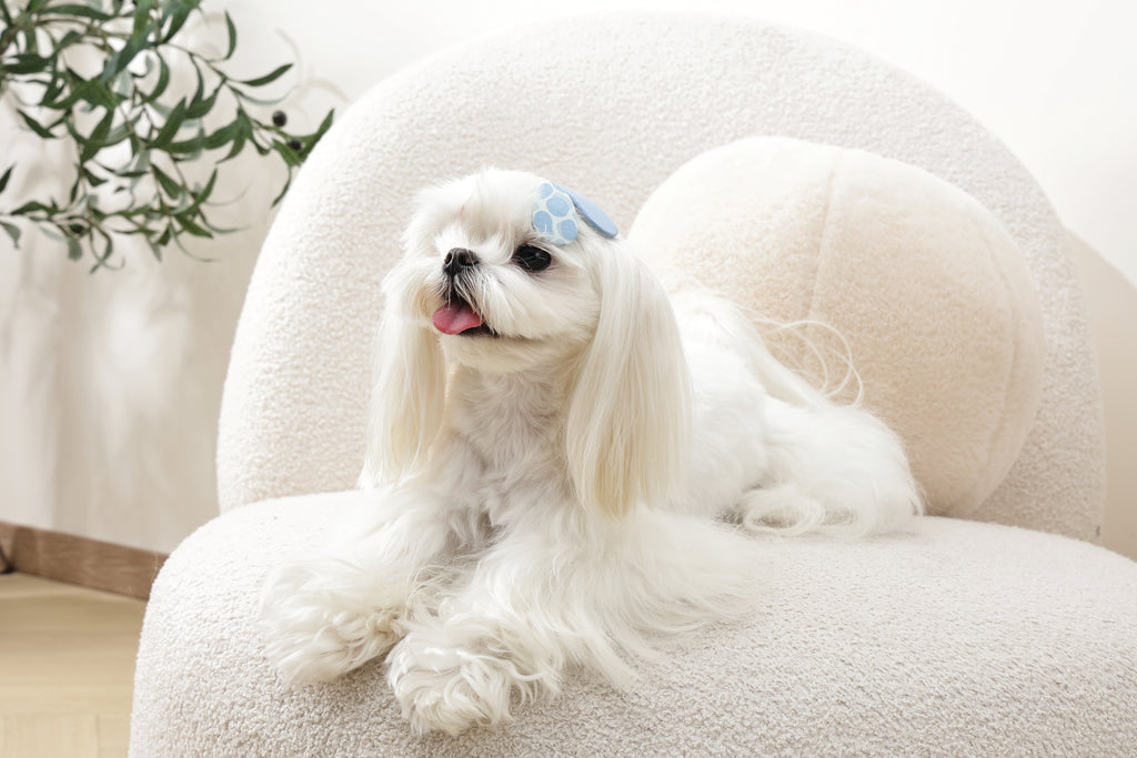 GLAM Hair Accessories for pets clip - Blue