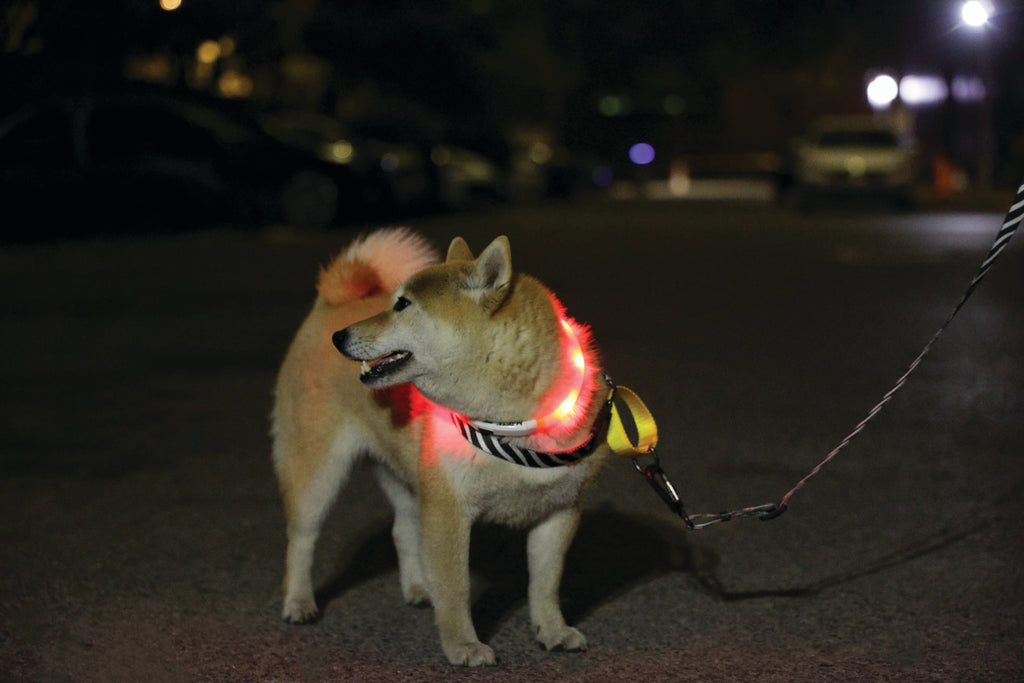 FLASH LED rechargeable collar Orange