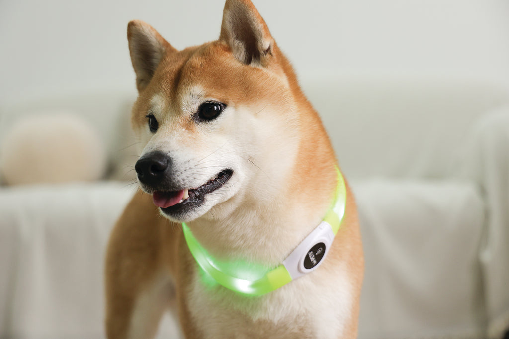 FLASH LED rechargeable collar Green