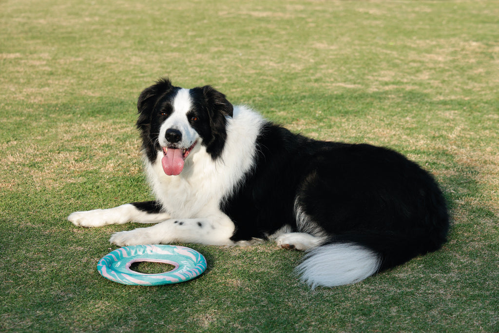 SPRINTPUFF FRSIBEE Toy - Pink/Green