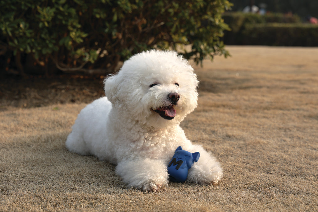 POWER CHEW Dog toy Lapis