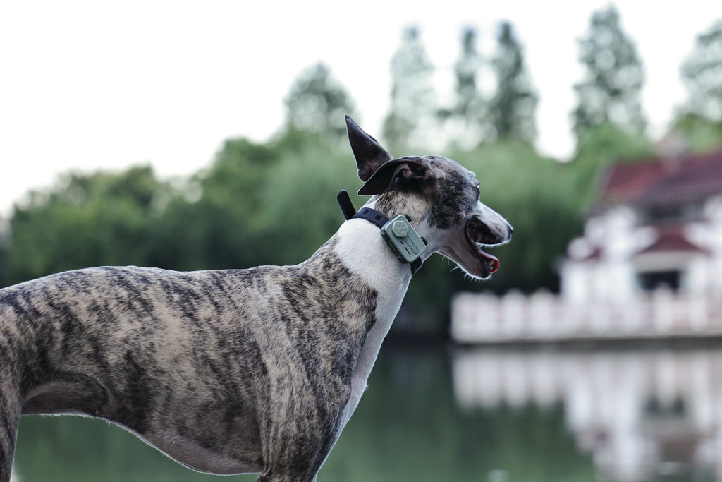 GLocalMe PETPHONE Sage Green - with display