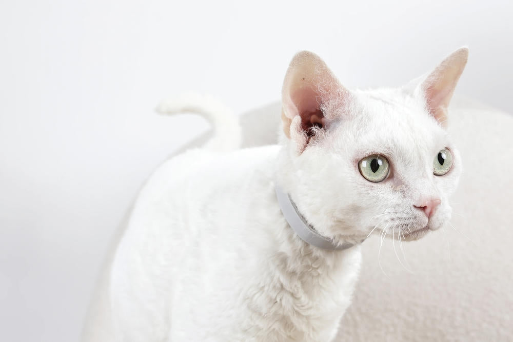 KEEP CALM - Calming pheromone collar for cats 1pc