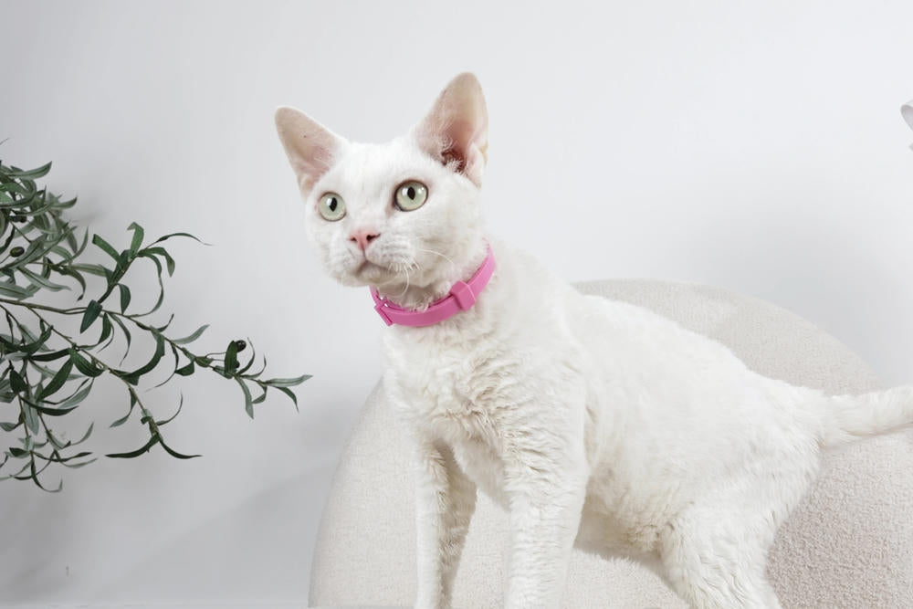 KEEP CALM - Calming pheromone collar set for cats 4 pcs