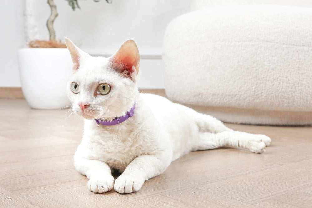 KEEP CALM - Calming pheromone collar set for cats 4 pcs