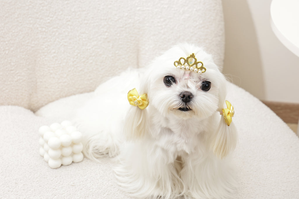 GLAM Hair Accessories for pets clip & rubber band - Yellow
