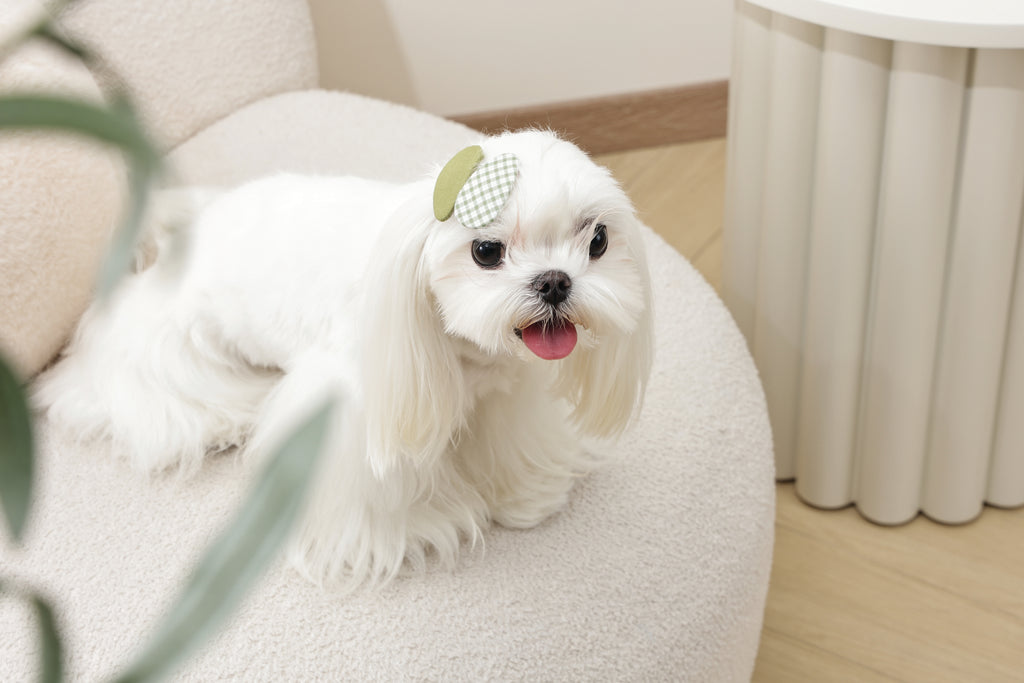 GLAM Hair Accessories for pets clip - Green