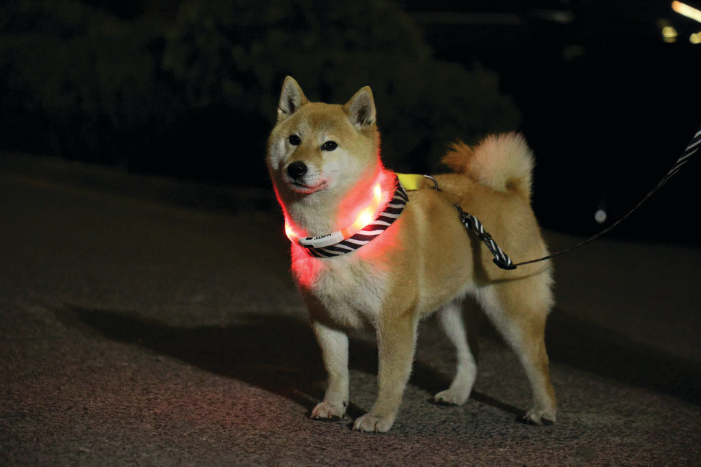 FLASH LED rechargeable collar Orange