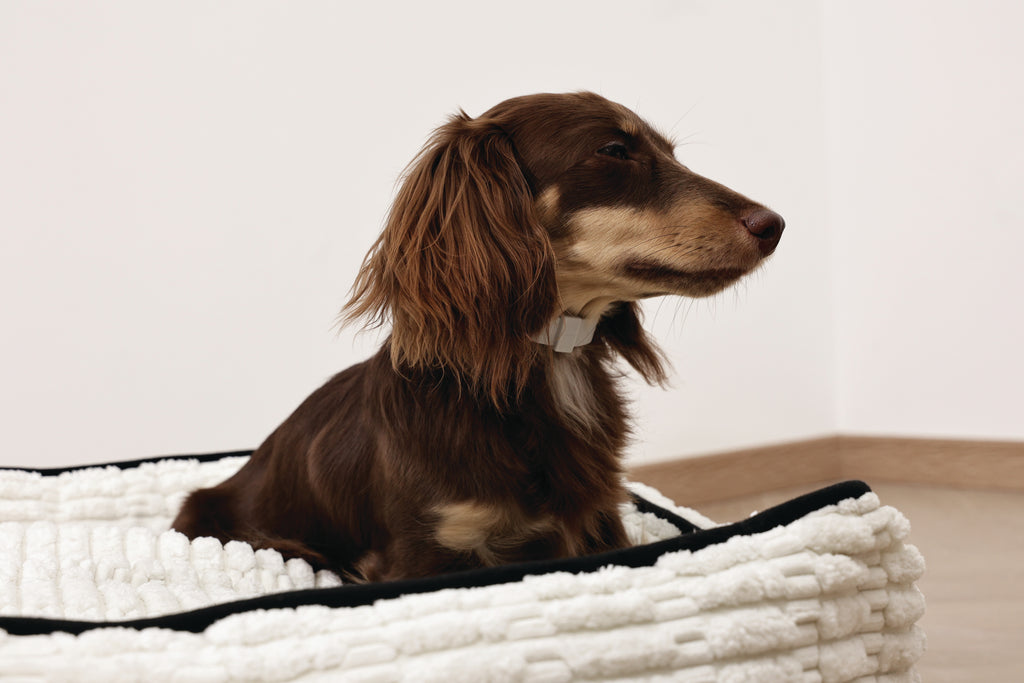 KEEP CALM Calming pheromone collar for DOGS - 1 pc