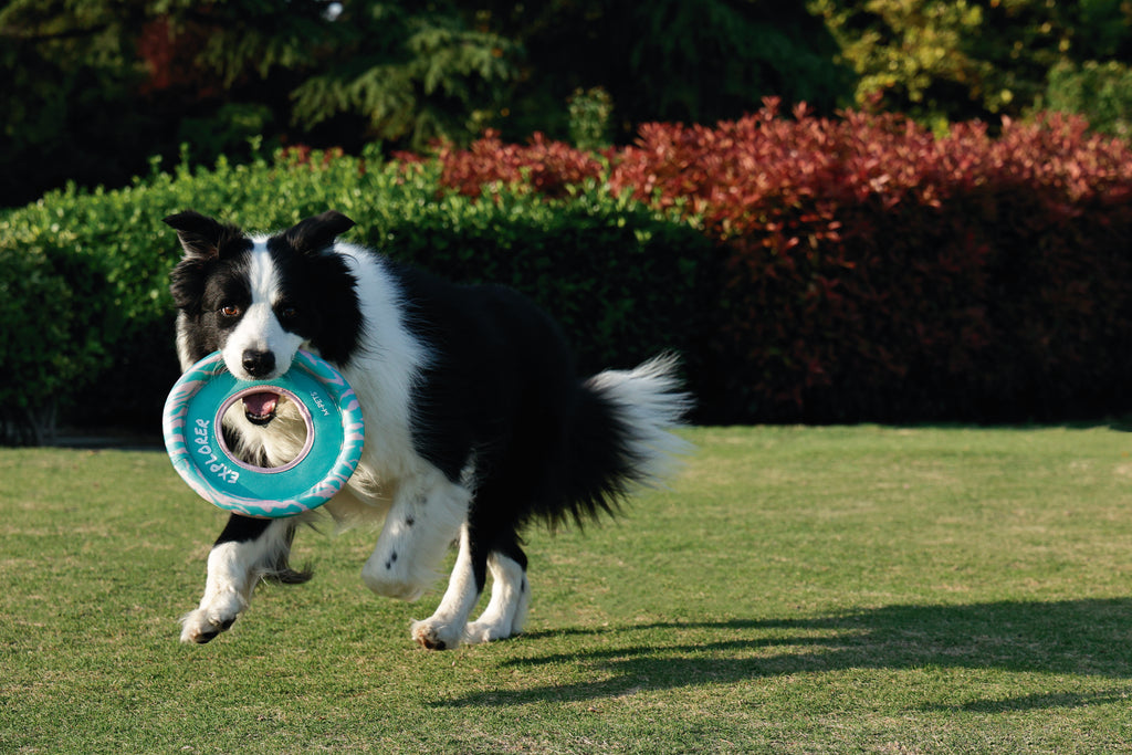 SPRINTPUFF FRSIBEE Toy - Pink/Green