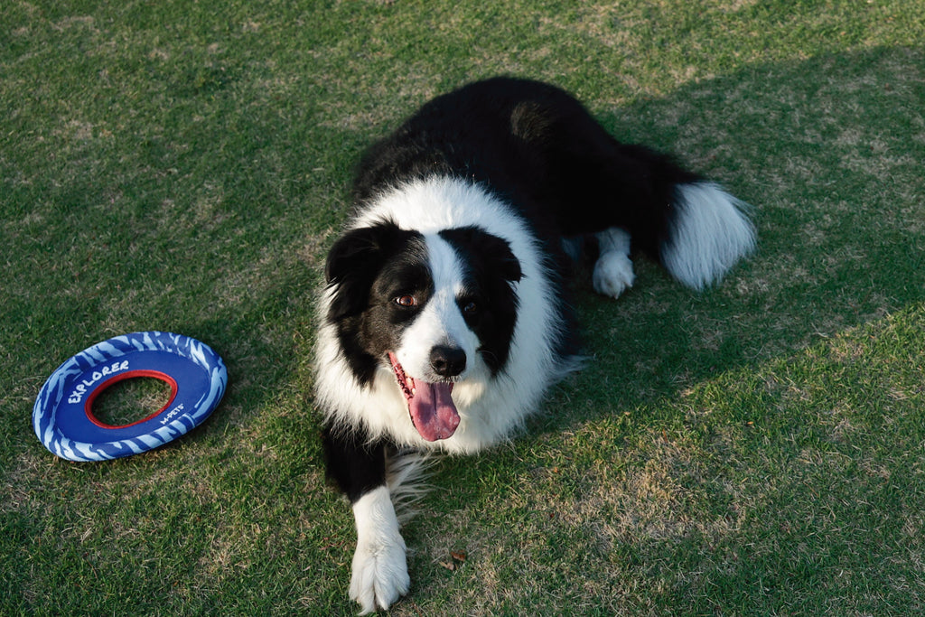 SPRINTPUFF FRSIBEE Toy - Blue/Blue