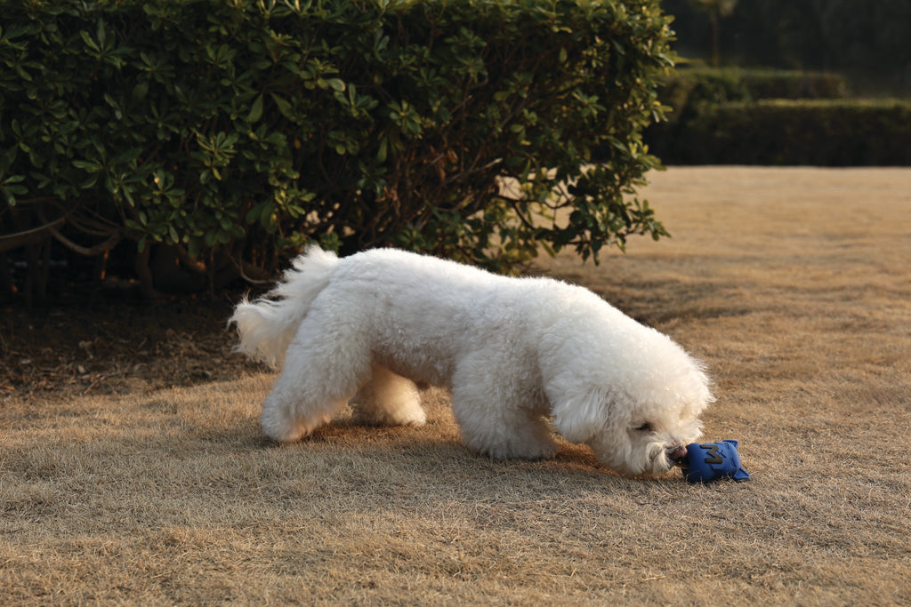 POWER CHEW Dog toy Lapis