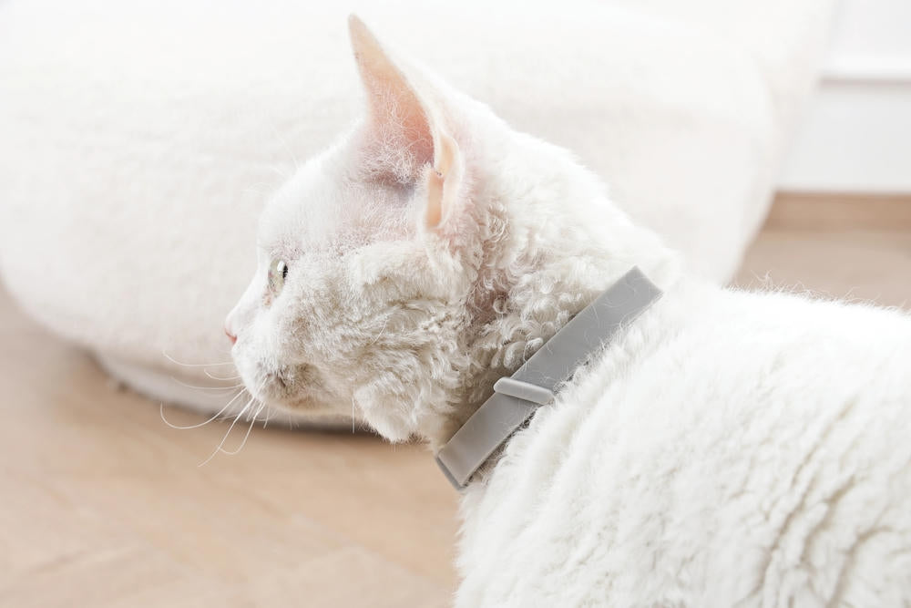 KEEP CALM - Calming pheromone collar for cats 1pc