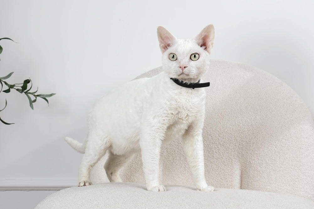 KEEP CALM - Calming pheromone collar set for cats 4 pcs