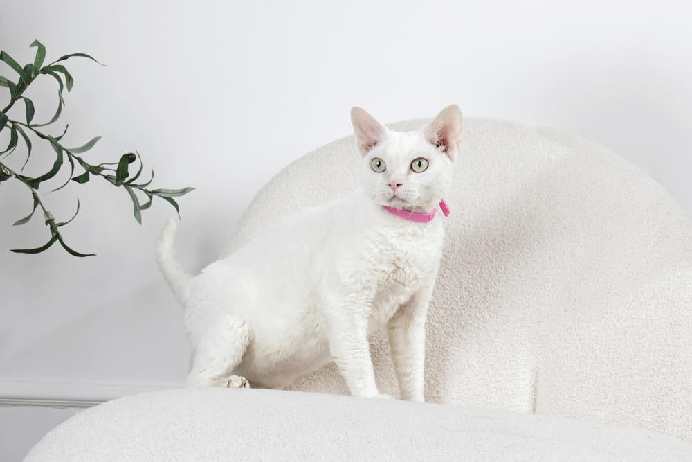 KEEP CALM - Calming pheromone collar set for cats 4 pcs