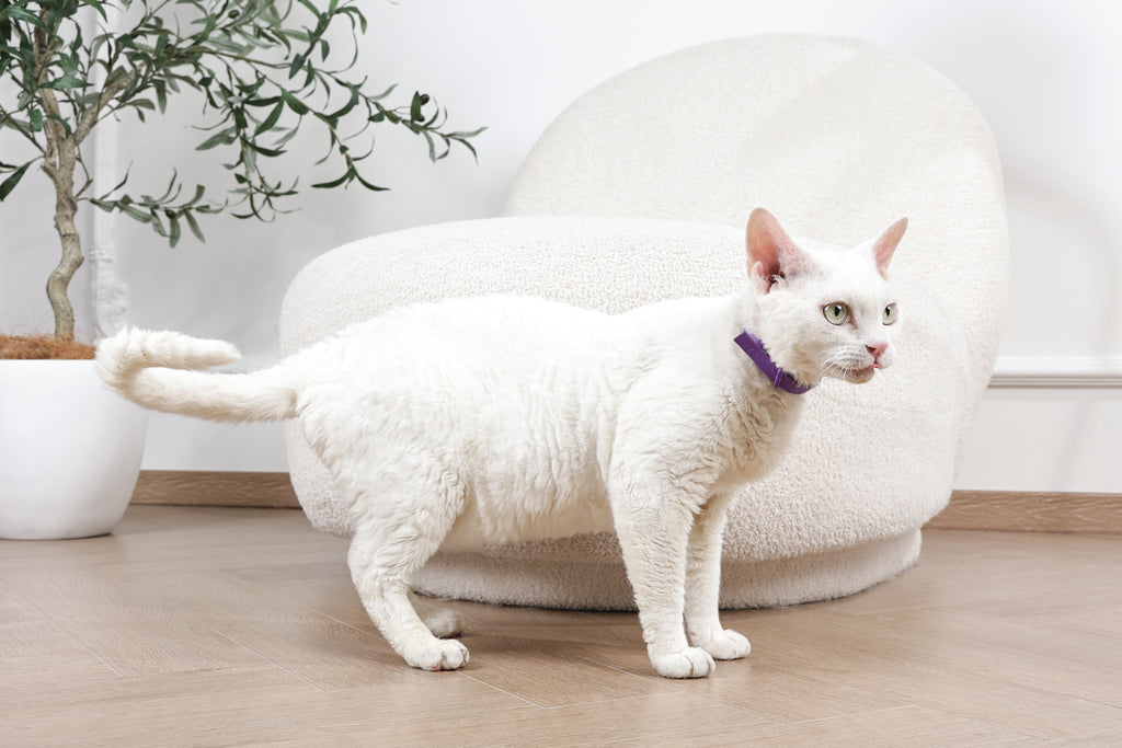 KEEP CALM - Calming pheromone collar set for cats 4 pcs