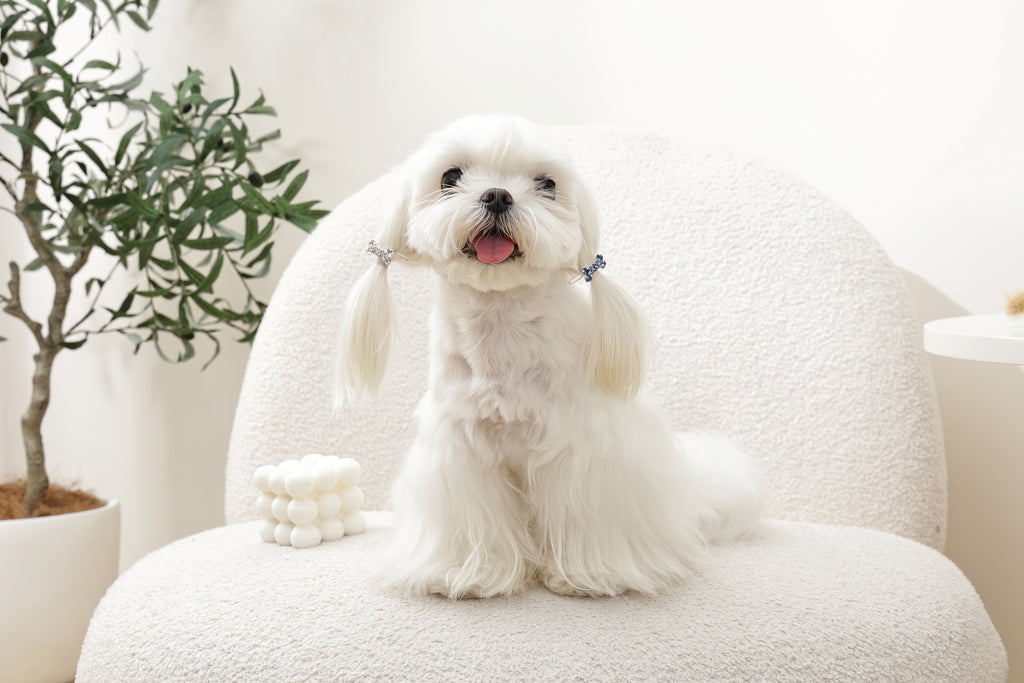 GLAM Hair Accessories for pets bone shape clip - Blue & White