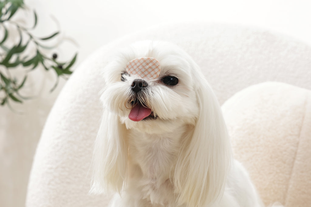 GLAM Hair Accessories for pets clip - Orange