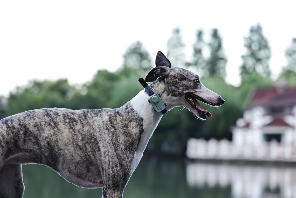 GLocalMe PETPHONE Sage Green - with display