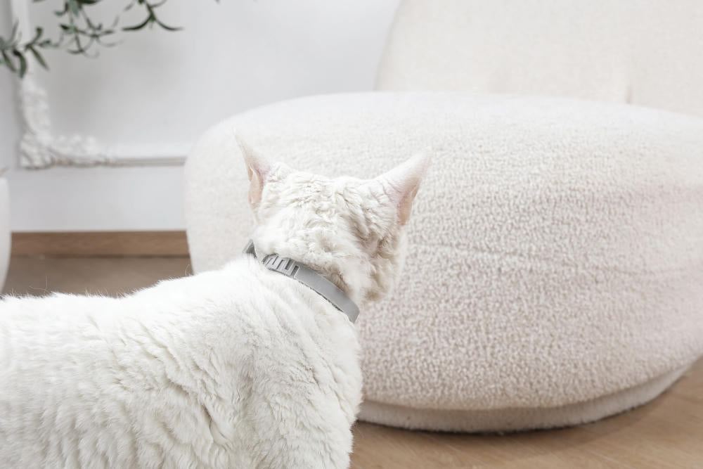 KEEP CALM - Calming pheromone collar for cats 1pc