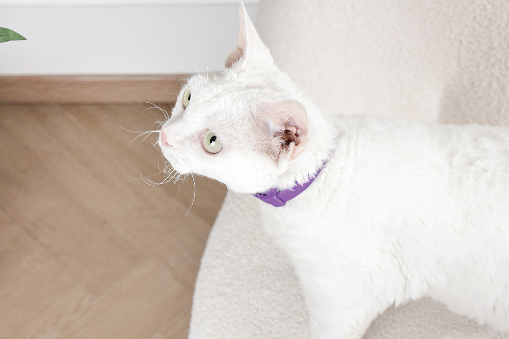 KEEP CALM - Calming pheromone collar set for cats 4 pcs