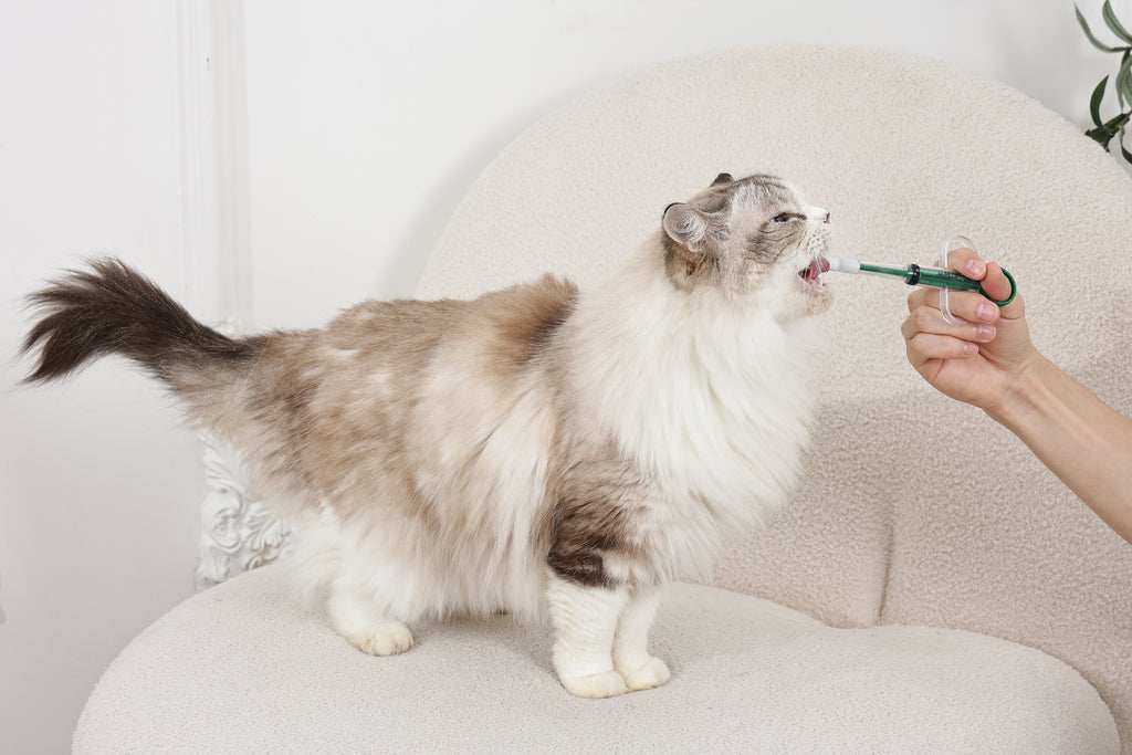 PROCARE medicine feeder