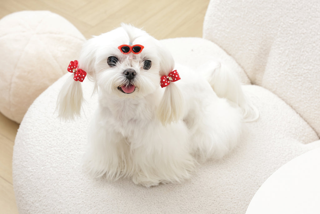 GLAM Hair Accessories for pets clip & rubber band - Red