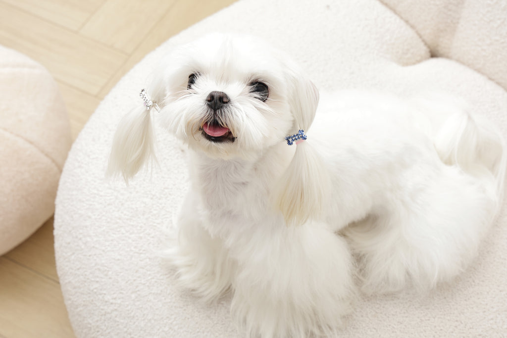 GLAM Hair Accessories for pets bone shape clip - Blue & White