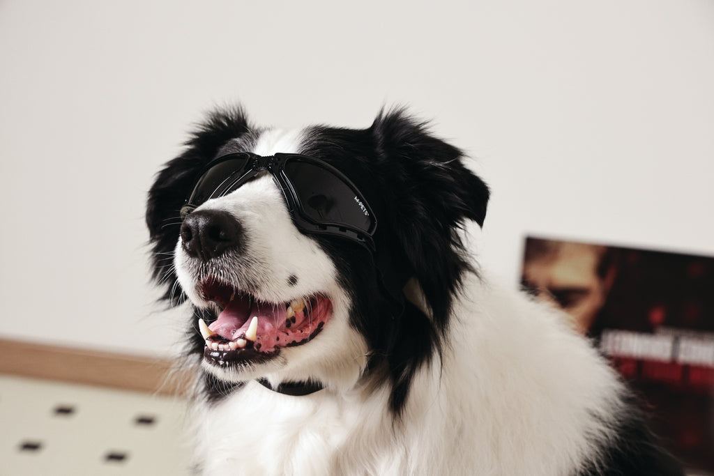SUNNY Goggles for dogs TRAILBLAZER