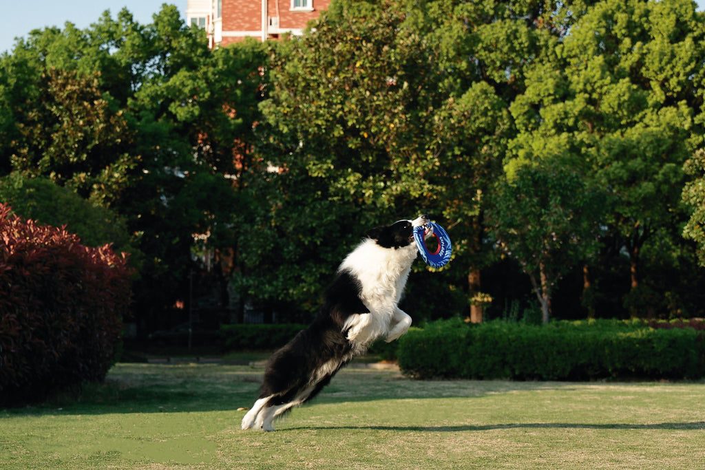 SPRINTPUFF FRSIBEE Toy - Blue/Blue