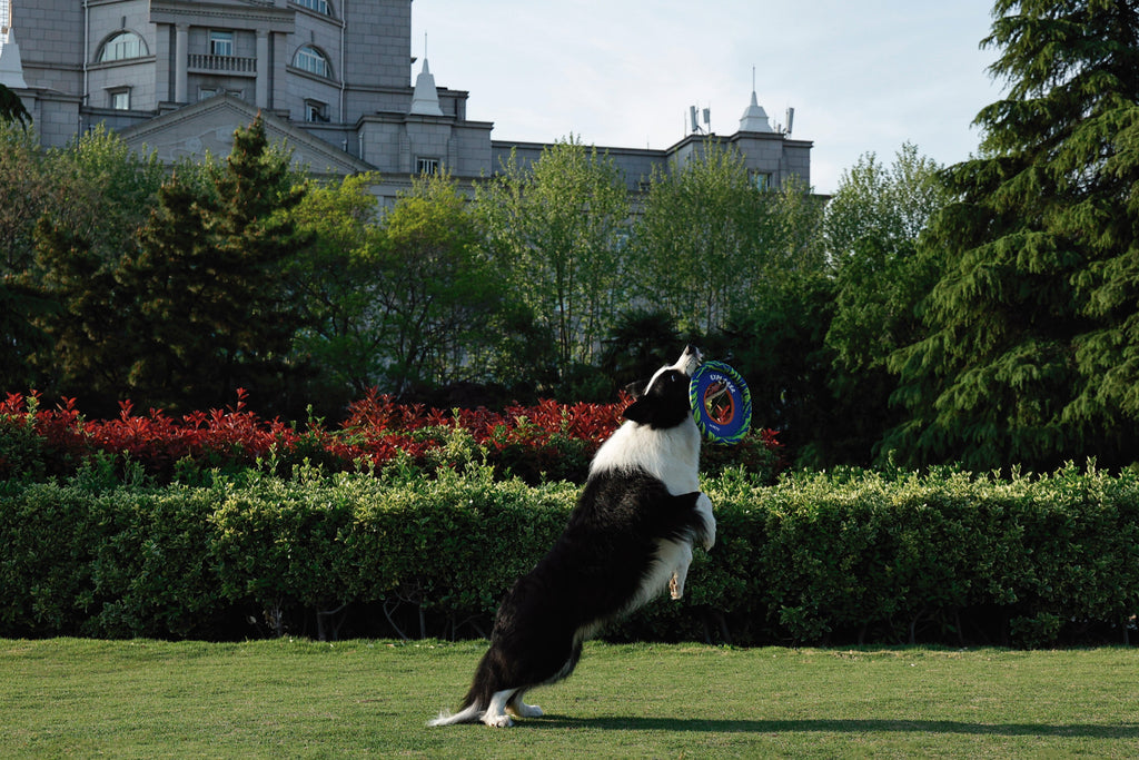 SPRINTPUFF FRSIBEE Toy - Blue/Green