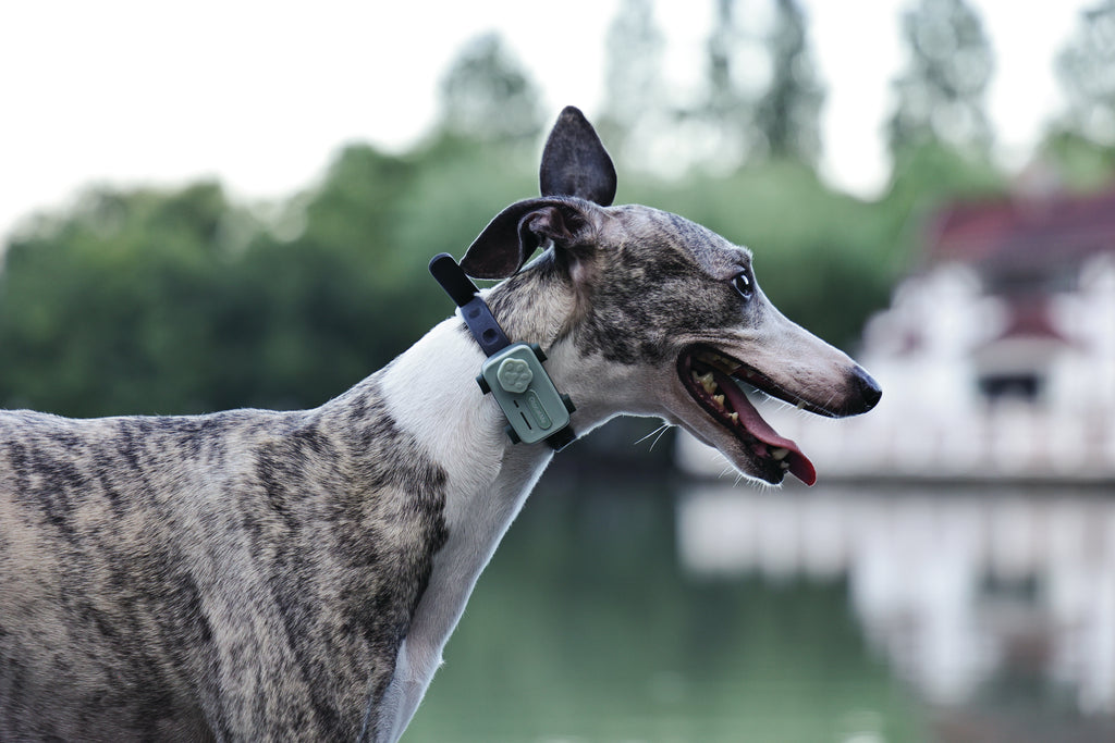 GLocalMe PETPHONE Sage Green - with display