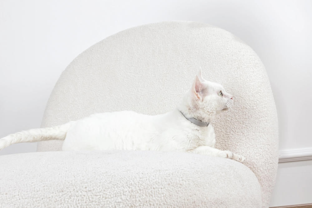 KEEP CALM - Calming pheromone collar for cats 1pc