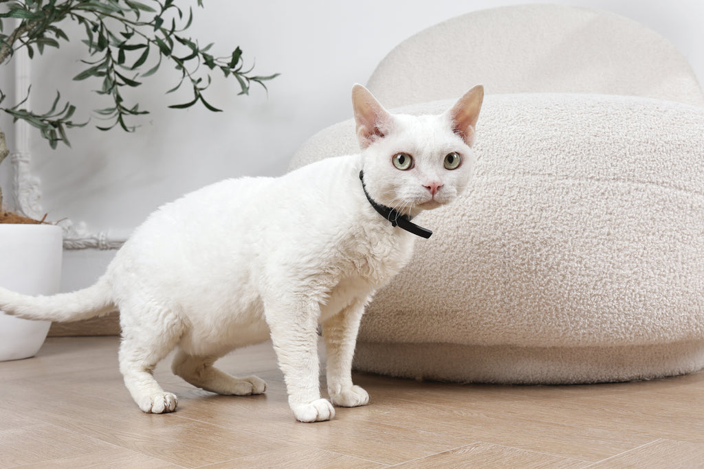 KEEP CALM - Calming pheromone collar set for cats 4 pcs