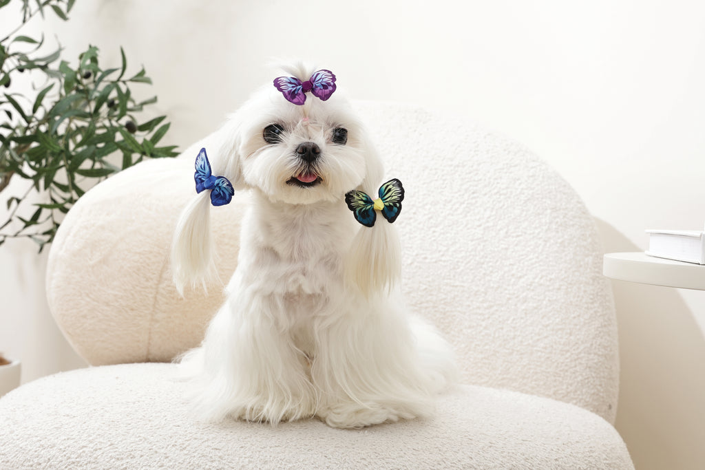 GLAM Hair Accessories for pets rubber band - Blue/Purple/Green