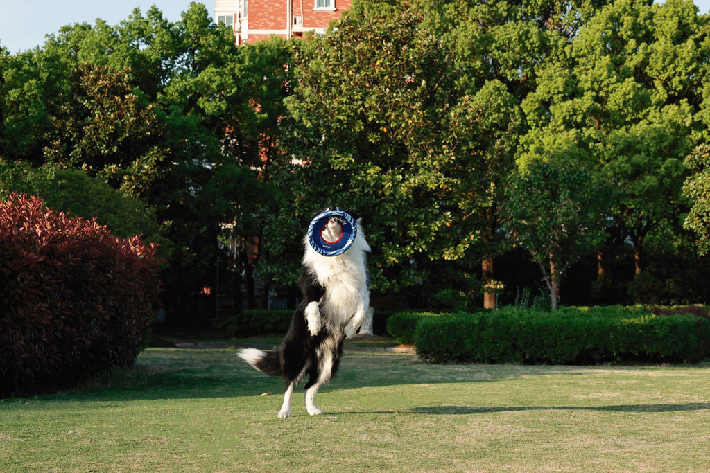 SPRINTPUFF FRSIBEE Toy - Blue/Blue