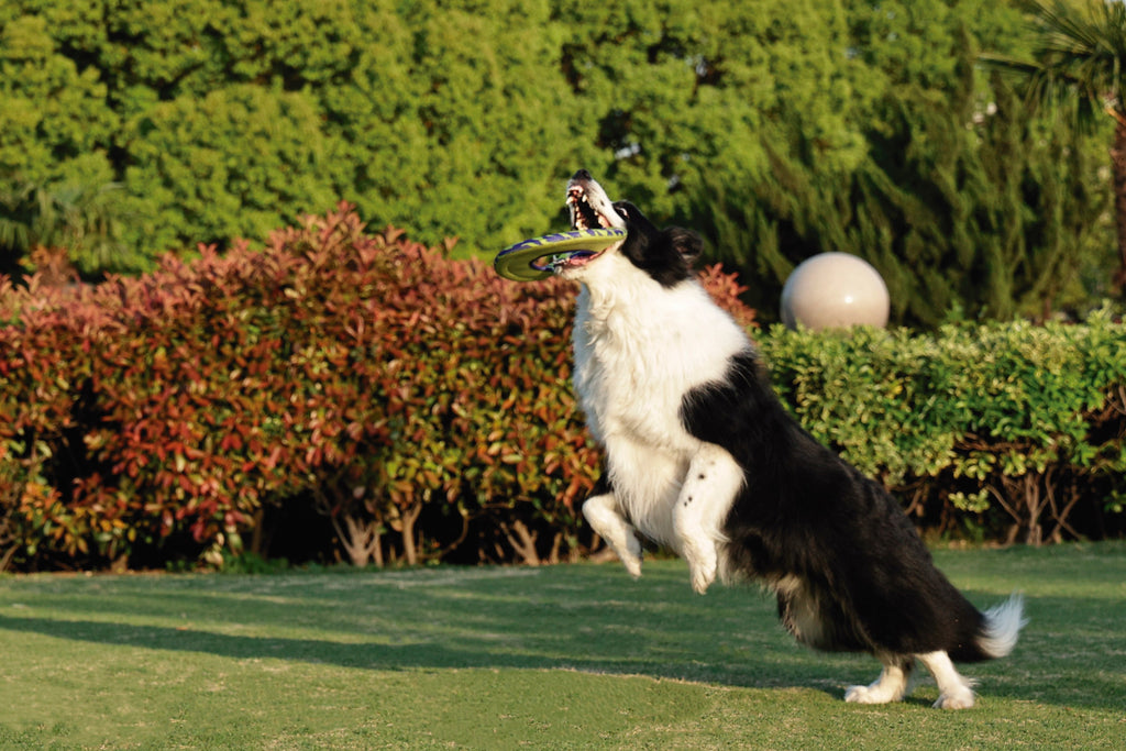 SPRINTPUFF FRSIBEE Toy - Green/Purple