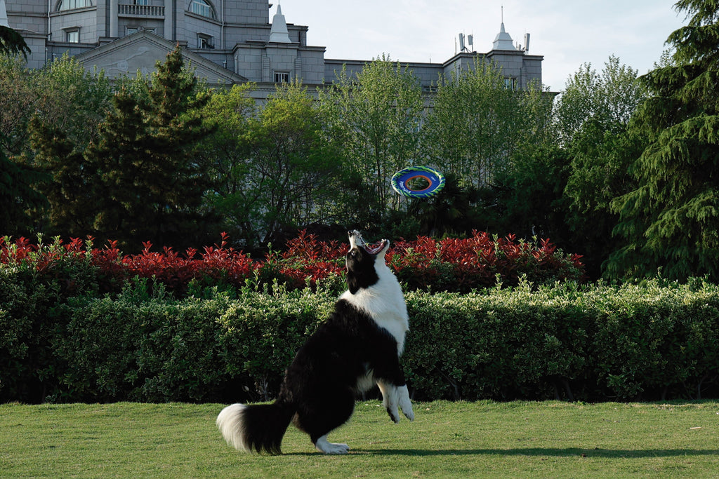 SPRINTPUFF FRSIBEE Toy - Blue/Green